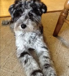 Mini Schnoodle Puppies For Sale - Florida Fur Babies