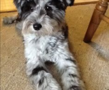 Mini Schnoodle Puppies For Sale Florida Fur Babies