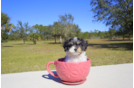 Meet  Lady - our Cavachon Puppy Photo 2/3 - Florida Fur Babies