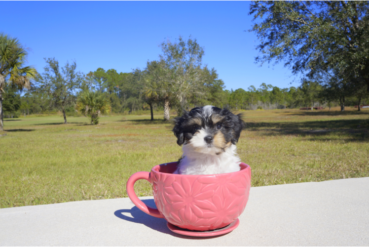 Meet  Lady - our Cavachon Puppy Photo 2/3 - Florida Fur Babies