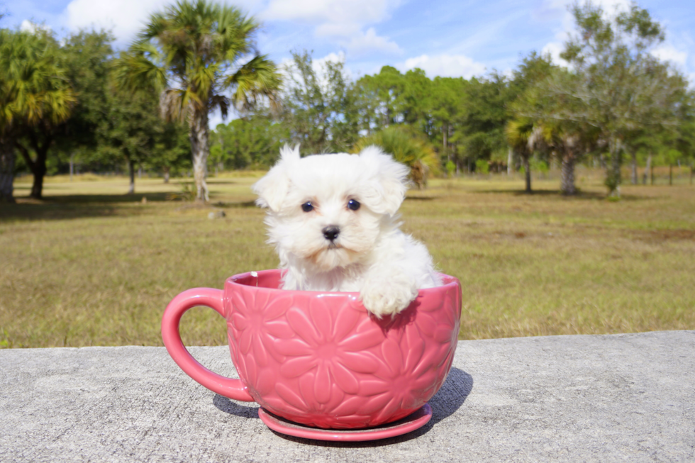Meet Winter - our Maltese Puppy Photo 2/3 - Florida Fur Babies