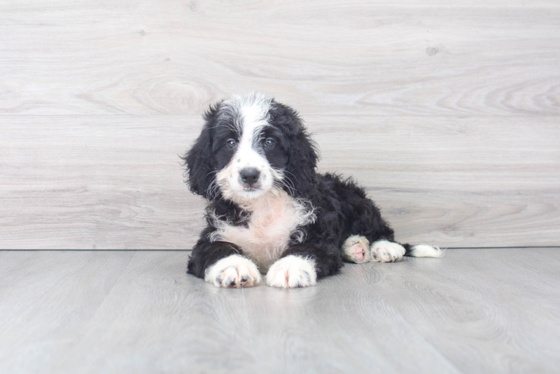 Meet Linux - our Mini Bernedoodle Puppy Photo 3/4 - Florida Fur Babies