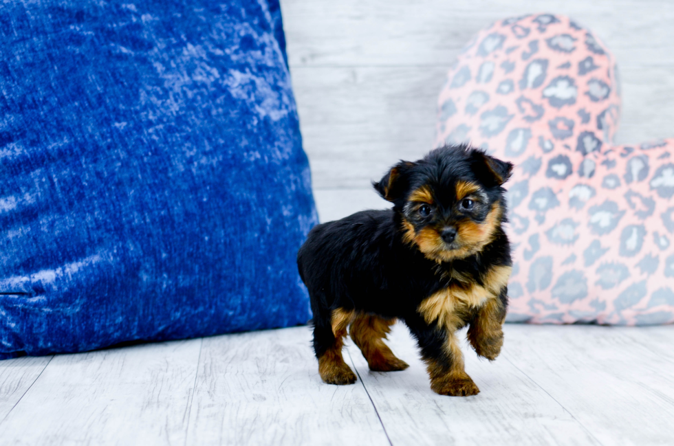 Meet  Mocha - our Yorkshire Terrier Puppy Photo 4/5 - Florida Fur Babies
