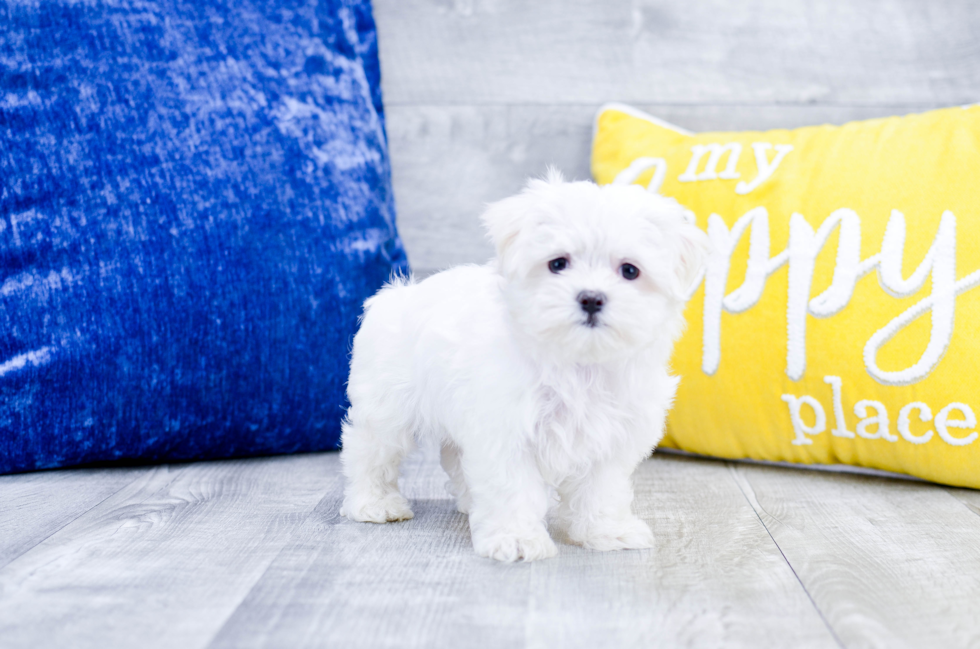 Meet  Otto - our Maltese Puppy Photo 3/5 - Florida Fur Babies