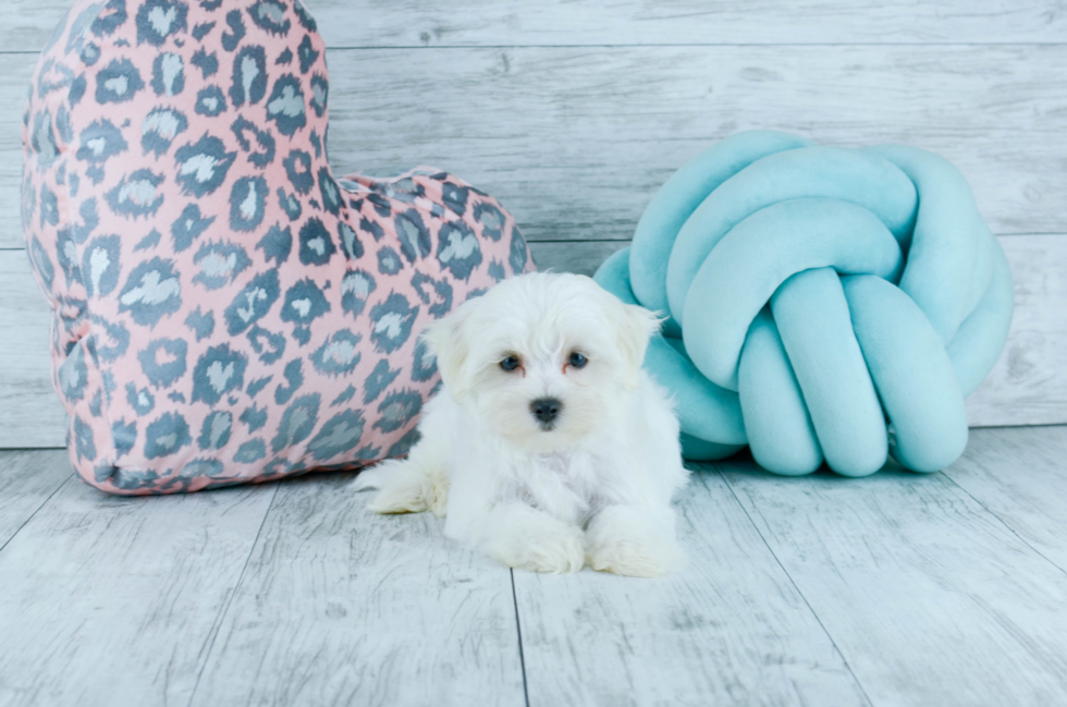 Meet Polar - our Maltese Puppy Photo 2/4 - Florida Fur Babies