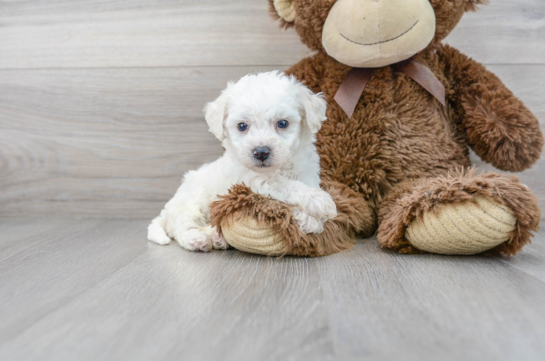 14 week old Bichon Frise Puppy For Sale - Florida Fur Babies