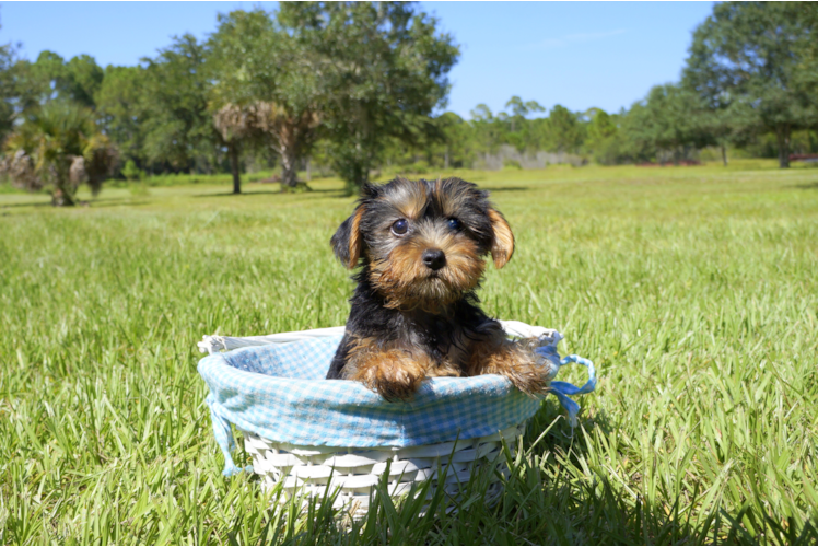 Meet Avery - our Yorkshire Terrier Puppy Photo 2/3 - Florida Fur Babies