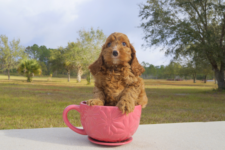 Meet Lance - our Cockapoo Puppy Photo 1/3 - Florida Fur Babies