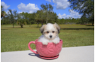 Meet  Charmaine - our Teddy Bear Puppy Photo 3/4 - Florida Fur Babies