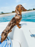 Cute Dachshund Pup