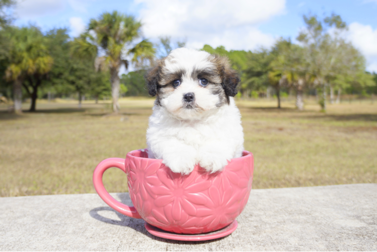 Meet Gloria - our Teddy Bear Puppy Photo 1/2 - Florida Fur Babies
