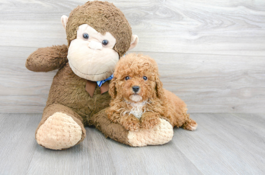 13 week old Poodle Puppy For Sale - Florida Fur Babies