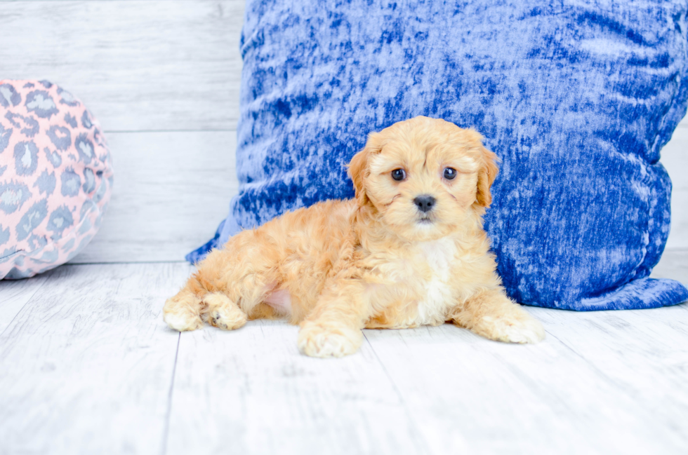 Meet  Merida - our Cavachon Puppy Photo 4/7 - Florida Fur Babies