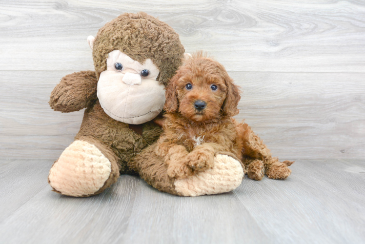 Meet Gwen - our Mini Goldendoodle Puppy Photo 1/3 - Florida Fur Babies