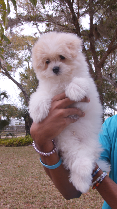 Florida Fur Babies Havapoo Puppies are going home, Mango the Havapoo is officially in his “go-home era” 🥹 Trending Video