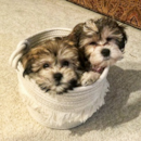 Puppy For Sale - Florida Fur Babies Puppy For Sale - Florida Fur Babies