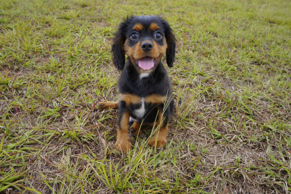 Meet Wesson - our Cavalier King Charles Spaniel Puppy Photo 4/5 - Florida Fur Babies