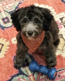 Mini Sheepadoodle Being Cute Mini Sheepadoodle Being Cute