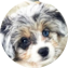 Aussiechon Puppy For Sale - Florida Fur Babies
