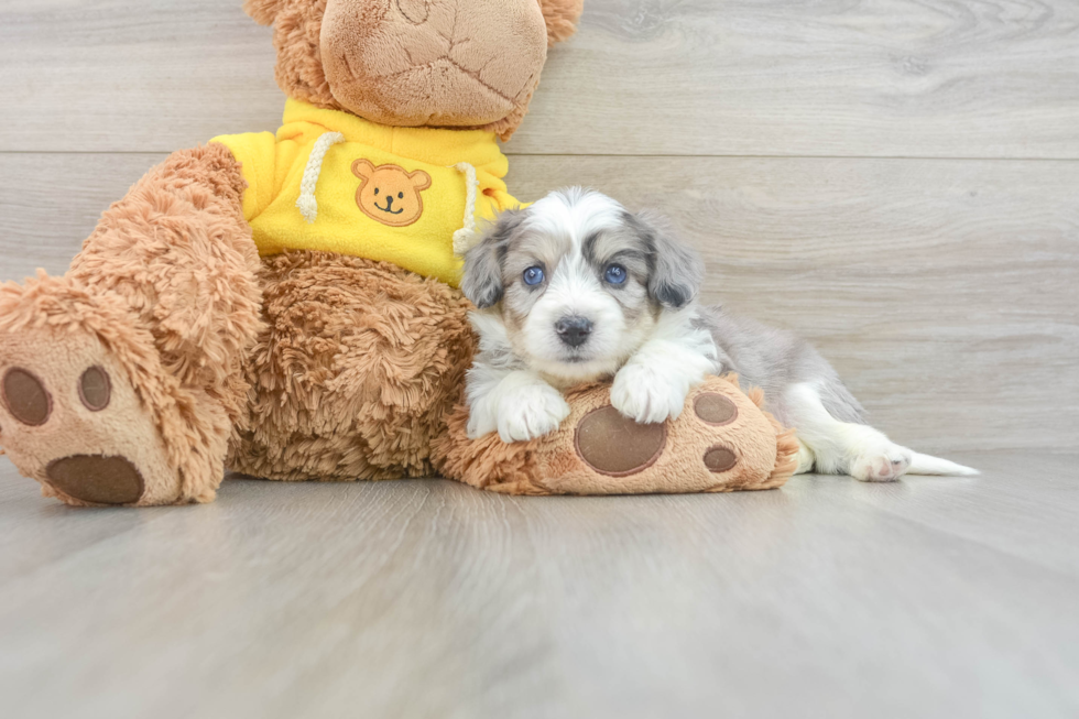 Hypoallergenic Aussie Bichon Designer Puppy