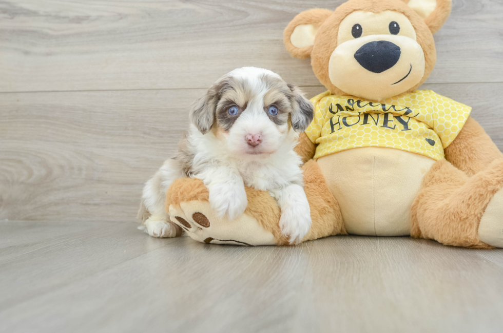 5 week old Aussiechon Puppy For Sale - Florida Fur Babies