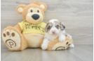 Aussiechon Puppy for Adoption