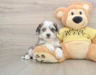 6 week old Aussiechon Puppy For Sale - Florida Fur Babies