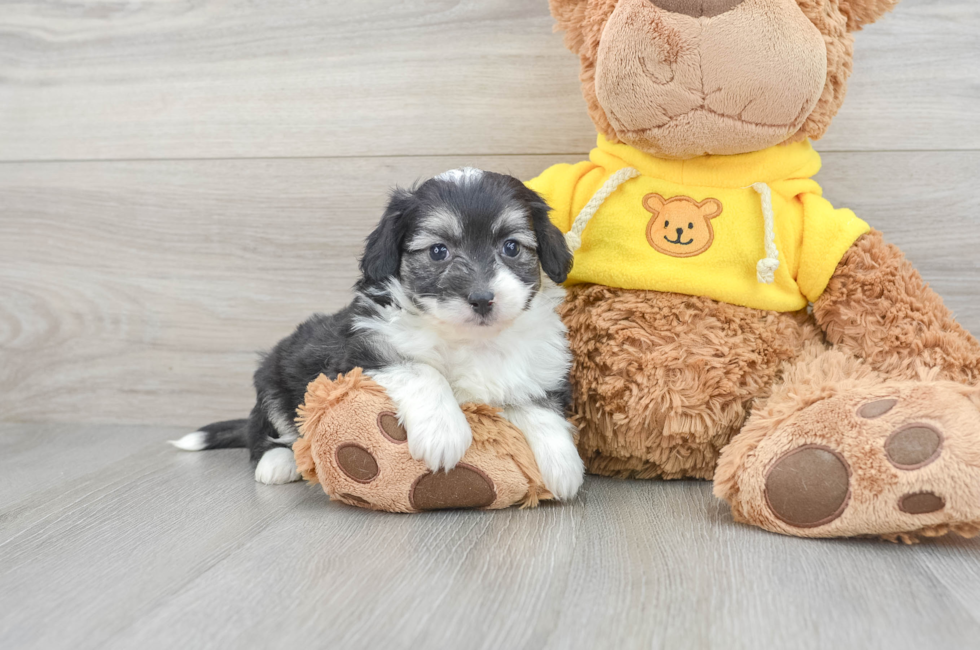 6 week old Aussiechon Puppy For Sale - Florida Fur Babies