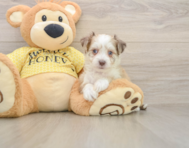 7 week old Aussiechon Puppy For Sale - Florida Fur Babies
