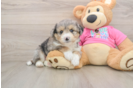 Best Aussiechon Baby