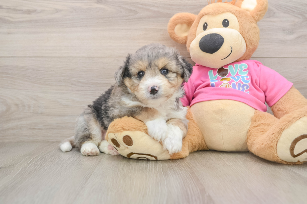 Best Aussiechon Baby