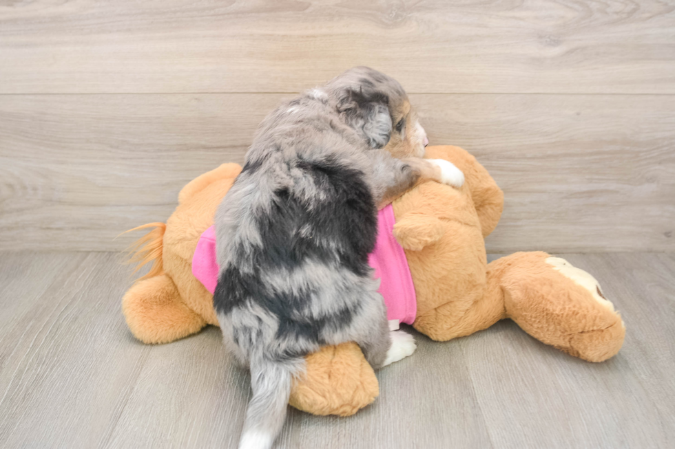 Best Aussiechon Baby