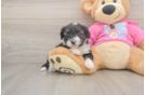 Best Aussiechon Baby