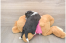 Aussiechon Pup Being Cute