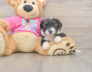 5 week old Aussiechon Puppy For Sale - Florida Fur Babies