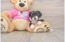 Aussiechon Puppy for Adoption