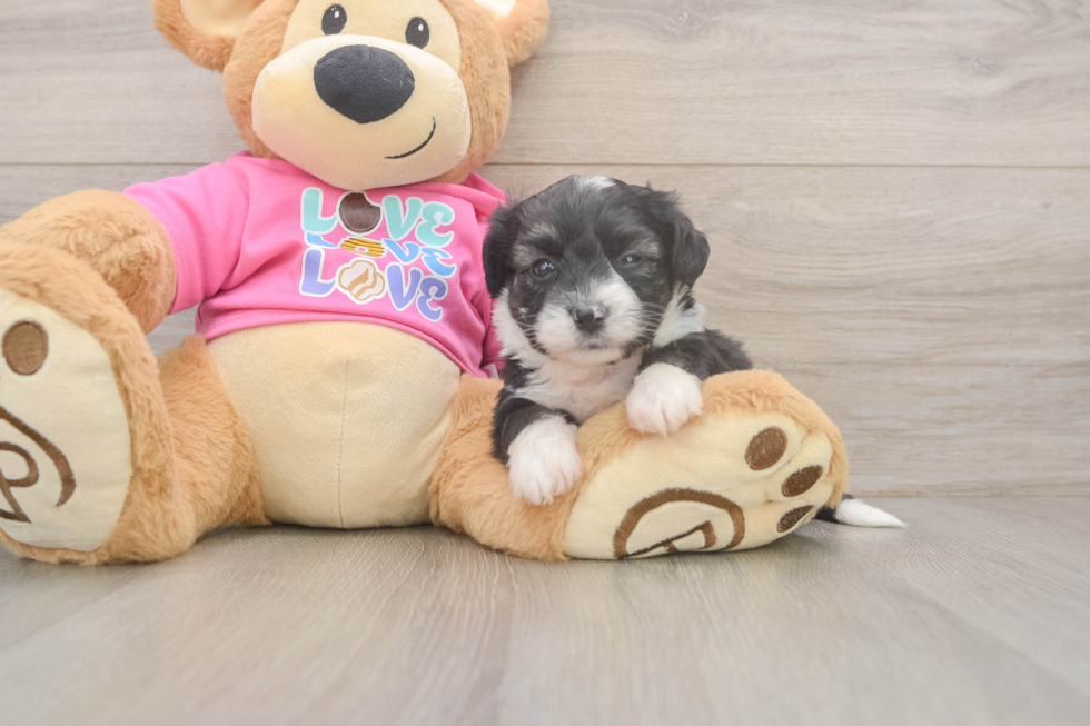 Aussiechon Puppy for Adoption