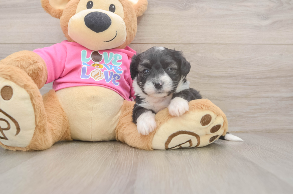 5 week old Aussiechon Puppy For Sale - Florida Fur Babies