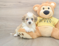 8 week old Aussiechon Puppy For Sale - Florida Fur Babies