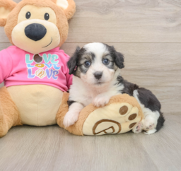 6 week old Aussiechon Puppy For Sale - Florida Fur Babies