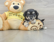 7 week old Aussiechon Puppy For Sale - Florida Fur Babies