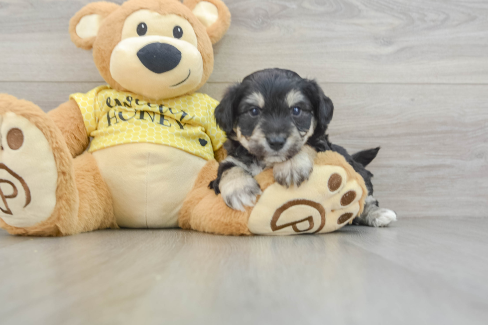 Aussiechon Pup Being Cute