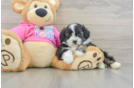 Sweet Aussiechon Baby