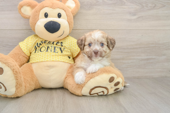 Aussiechon Puppy for Adoption