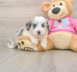 5 week old Aussiechon Puppy For Sale - Florida Fur Babies