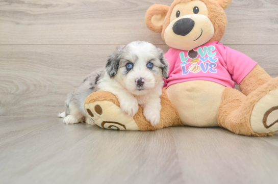 Best Aussiechon Baby