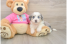 Smart Aussiechon Designer Pup