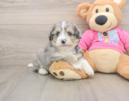 7 week old Aussiechon Puppy For Sale - Florida Fur Babies