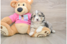 Aussiechon Puppy for Adoption