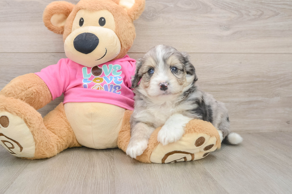 Aussiechon Puppy for Adoption